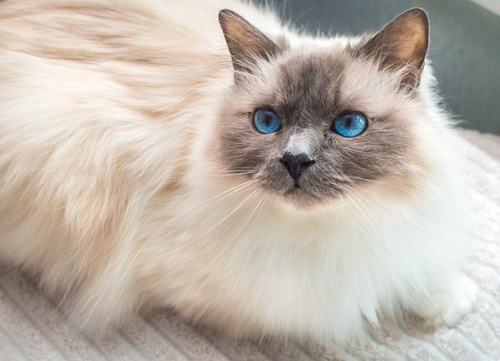 The Basics of Breeding Birman Cats: A Comprehensive Guide