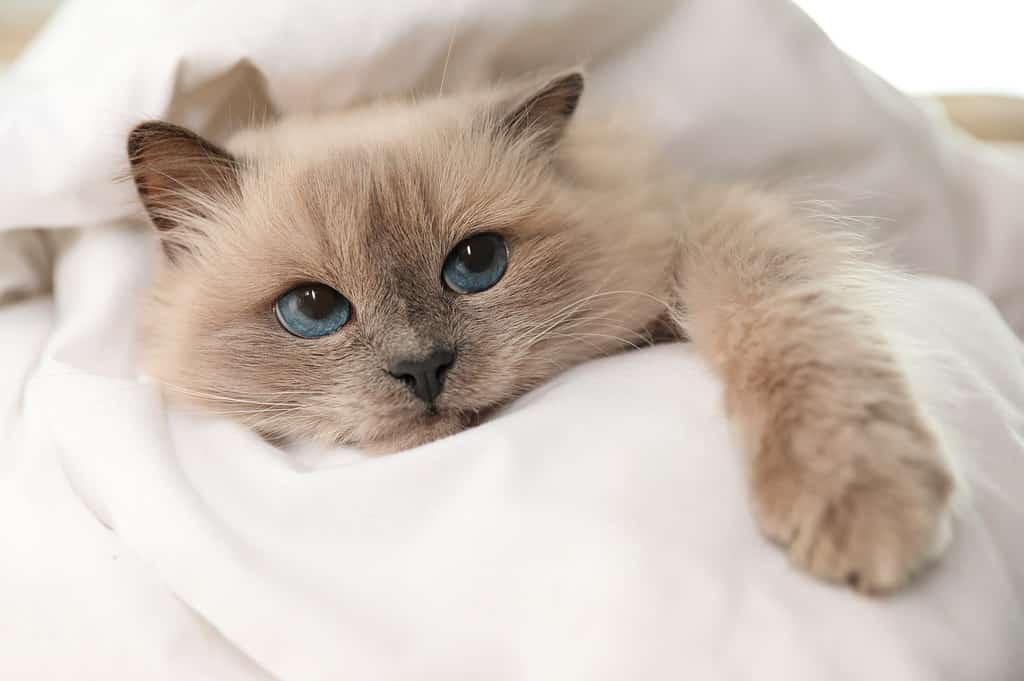 The Basics of Breeding Birman Cats: A Comprehensive Guide
