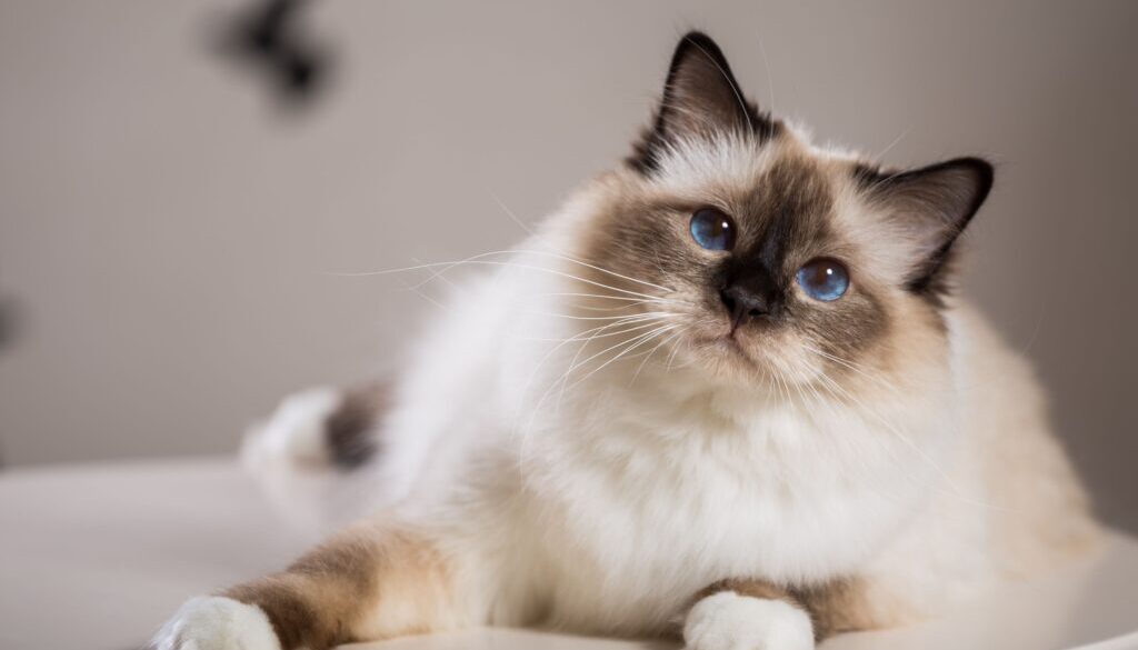 The Basics of Breeding Birman Cats: A Comprehensive Guide