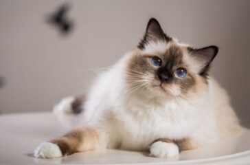 The Basics of Breeding Birman Cats: A Comprehensive Guide