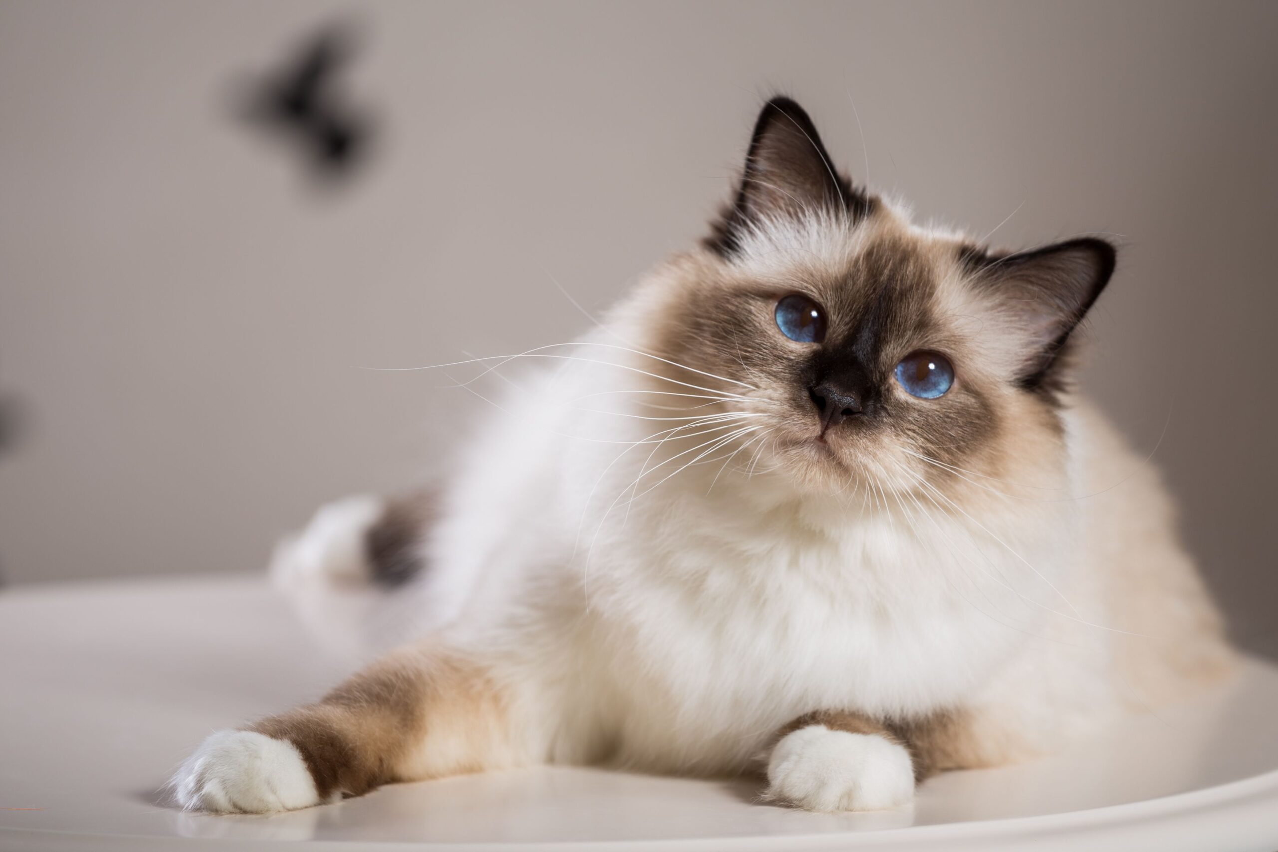 The Basics of Breeding Birman Cats: A Comprehensive Guide