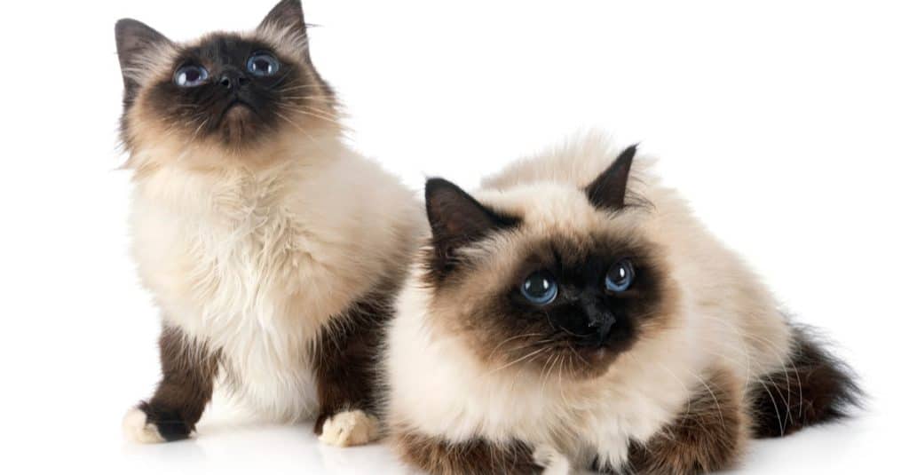 The Basics of Breeding Birman Cats: A Comprehensive Guide
