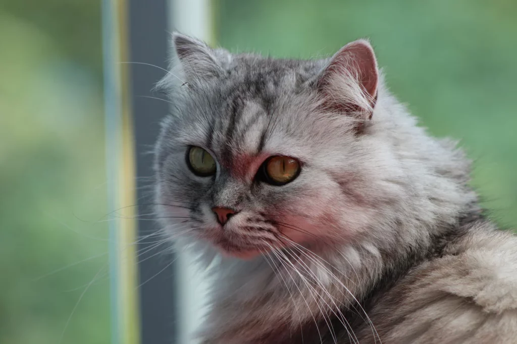 Understanding Persian Cats Behavior: Temperament and Socialization 