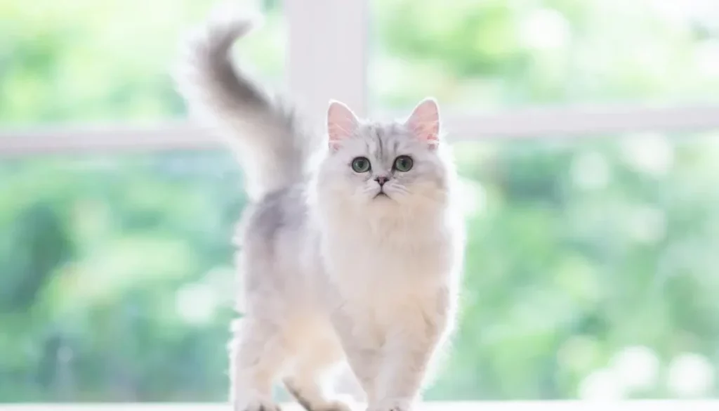 Understanding Persian Cats Behavior: Temperament and Socialization