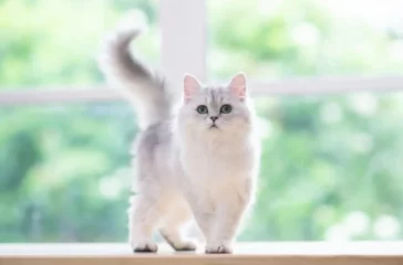 Understanding Persian Cats Behavior: Temperament and Socialization