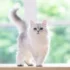 Understanding Persian Cats Behavior: Temperament and Socialization