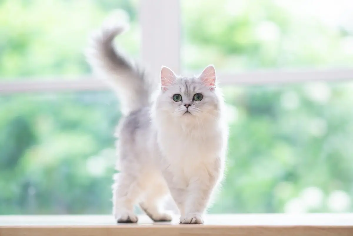Understanding Persian Cats Behavior: Temperament and Socialization