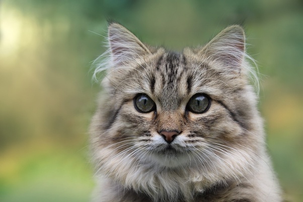 Understanding Persian Cats Behavior: Temperament and Socialization 