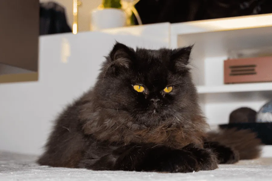 Understanding Persian Cats Behavior: Temperament and Socialization 